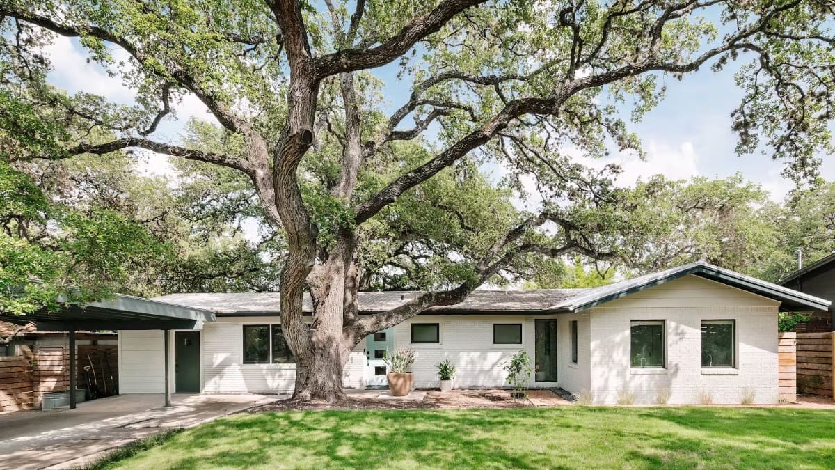 Large tree in front of house
