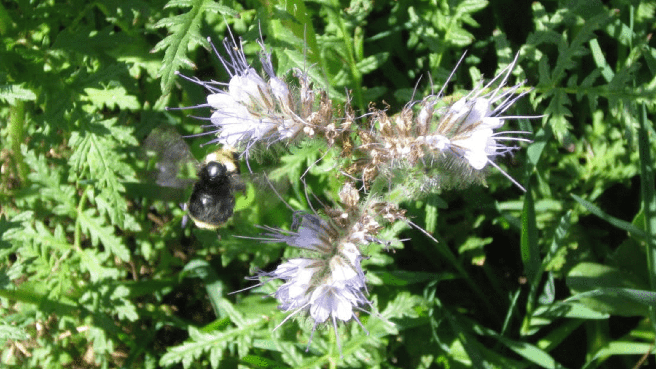 Bumble bee on flower
