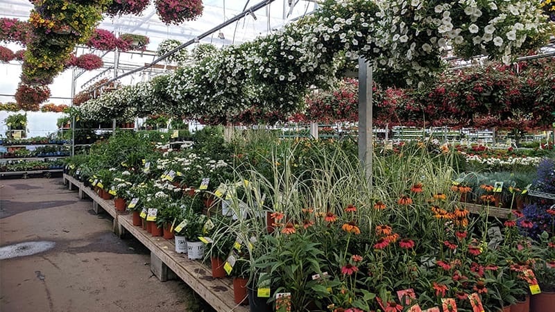 plants in a nursery