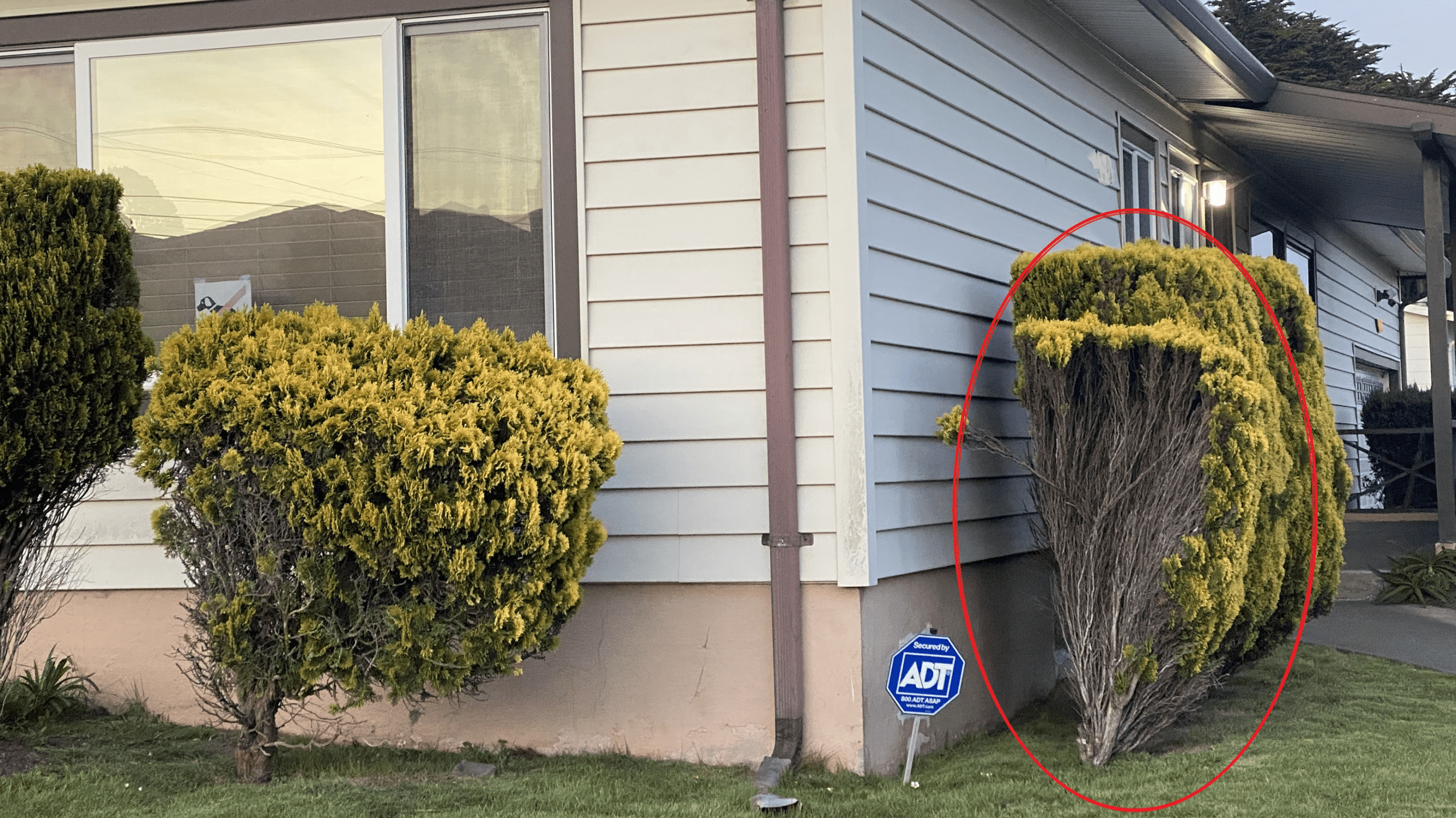 Bushes against a house