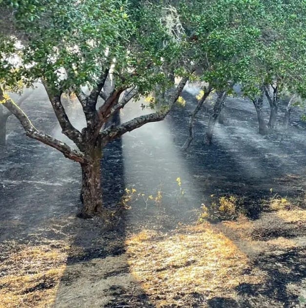 Burned hillside with several trees still standing. The sunlight is filtering through the branches.
