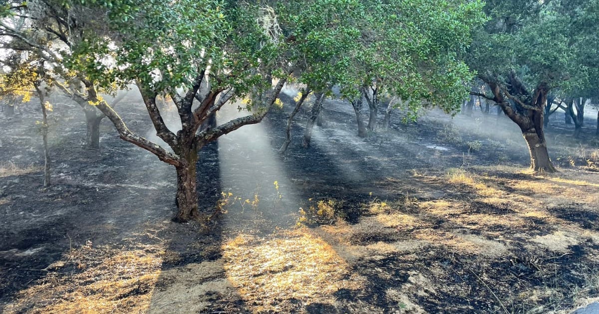 Burned hillside with several trees still standing. The sunlight is filtering through the branches.