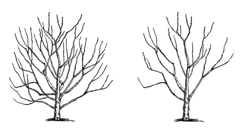 tree with more branches on the left, tree with less branches on the right.