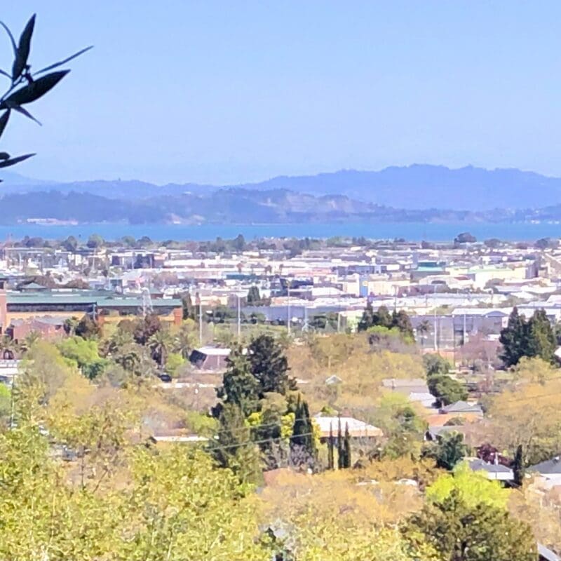 A view overlooking a scene of urban-style buildings and green trees.