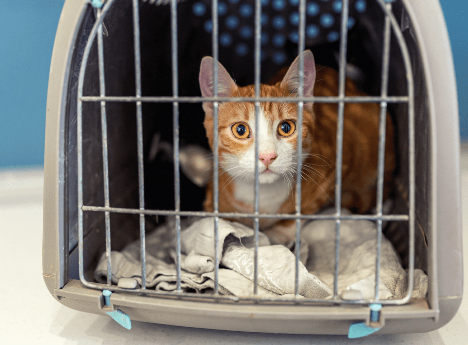 Cat in crate