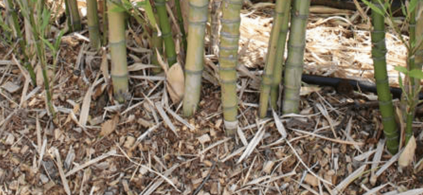 Base of bamboo plants with dry leaf litter