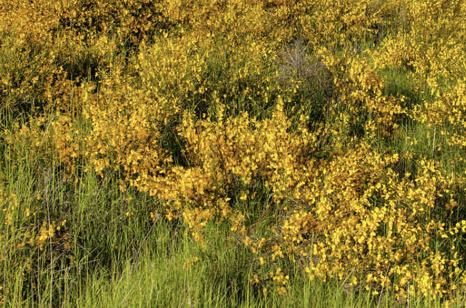 French broom