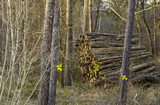 A large pile of logs in the middle of a forest during the day.