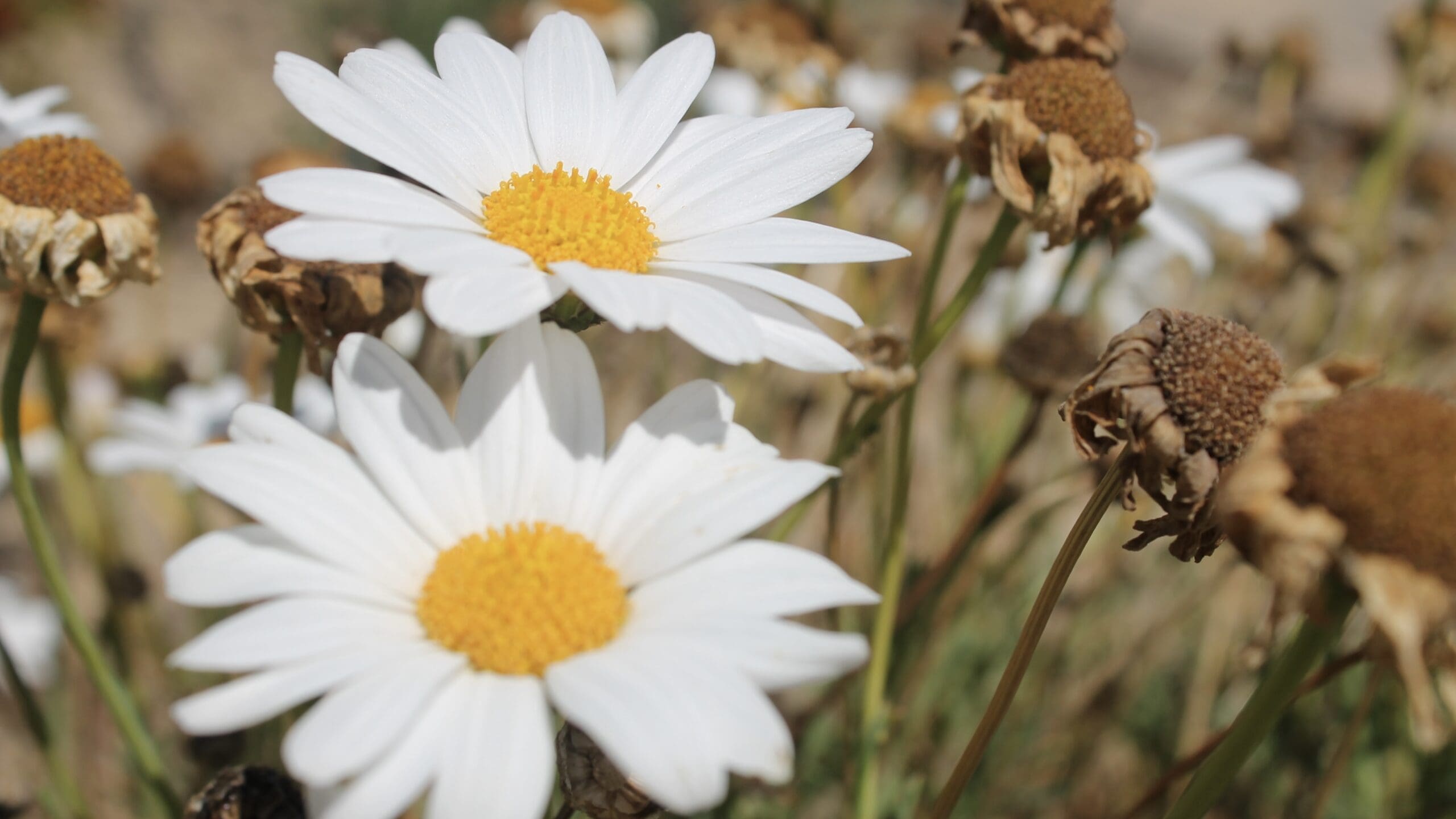 daisy