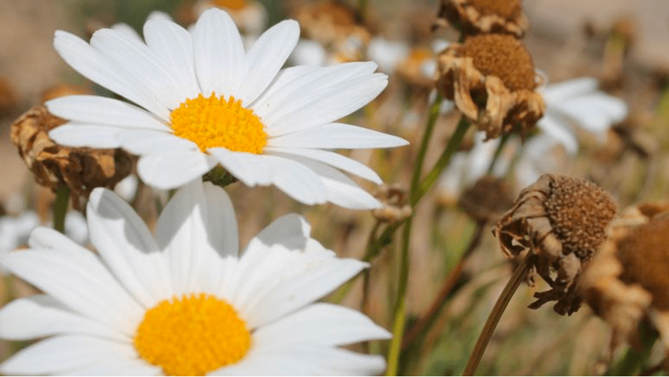 two daisy flowers with dead headed flowers in background
