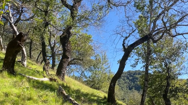 blue sky over grassy hillside