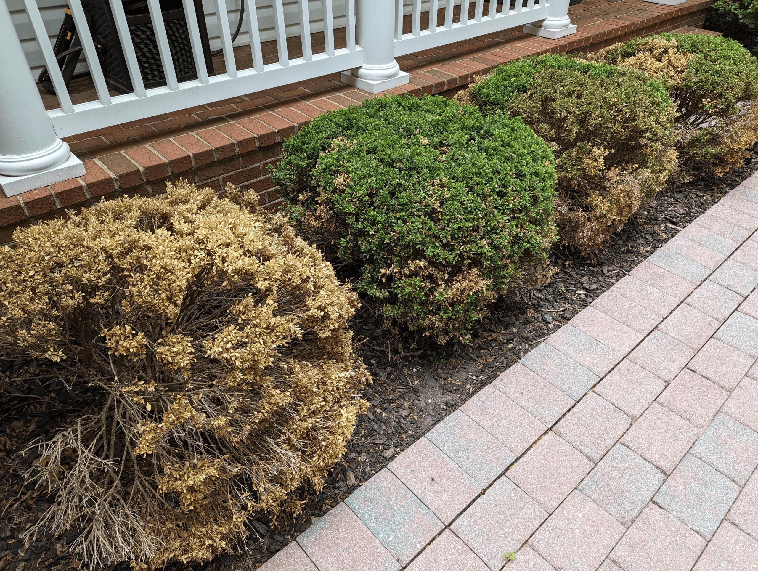 bushes dying