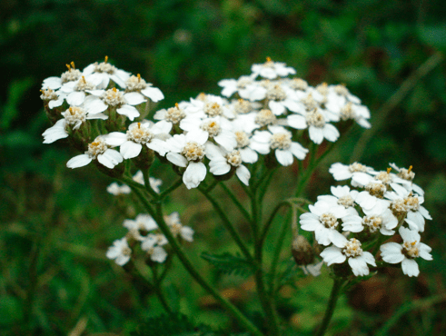 Common_Yarrow.png