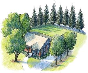 Treeforshade-Update-300x249.jpg