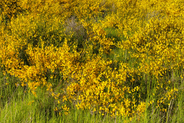 An uncountable number of bright yellow French Broom flowers.