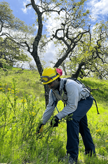 A man cutting down french broom shrubs.