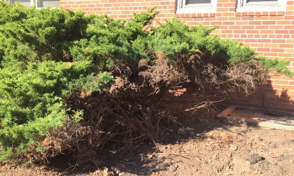 Juniper bush