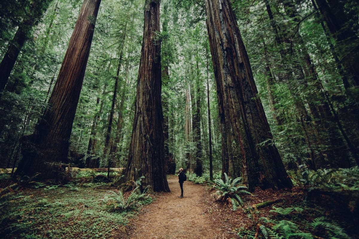 An individual on a path in the middle of a redwood forest, dwarfed by the tall trees around them.