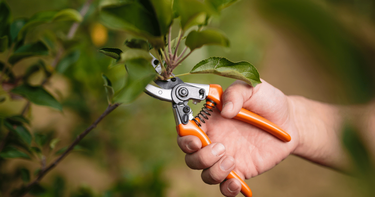 Hand with pruning clipper, cutting a small branch of a tree.