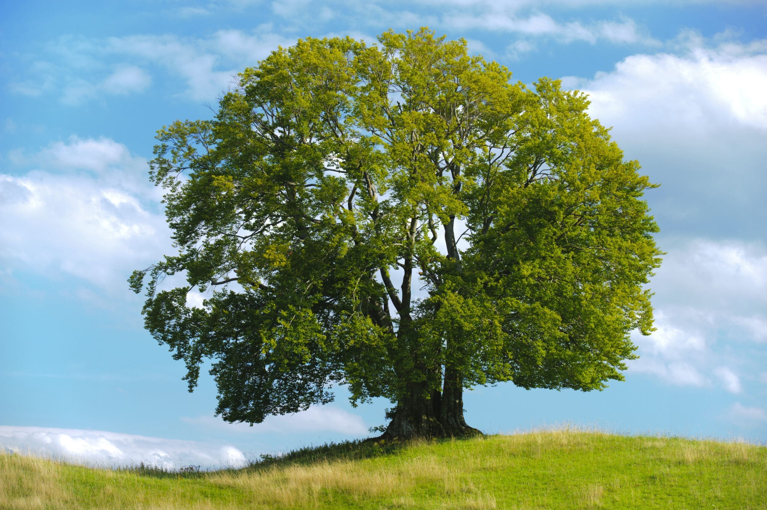 Big,Single,Beech,Tree