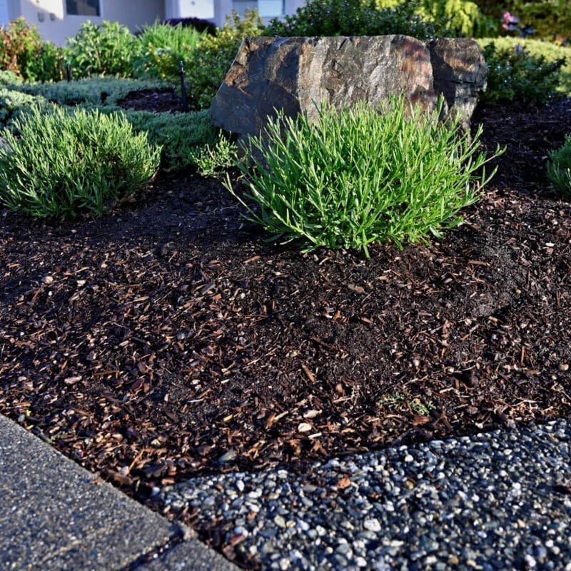 Irrigated,Corner,Closeup,Landscaped,Garden,Lavender,Flowers,Bark,Mulch,Garden