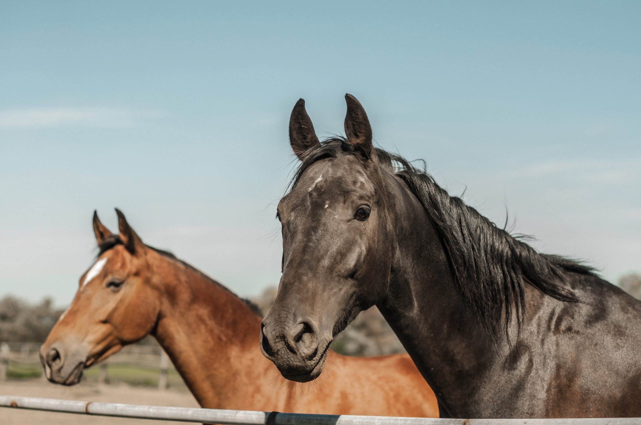 Two,Horses,In,The,Pen,,Redhead,And,Bay,,Facing,The