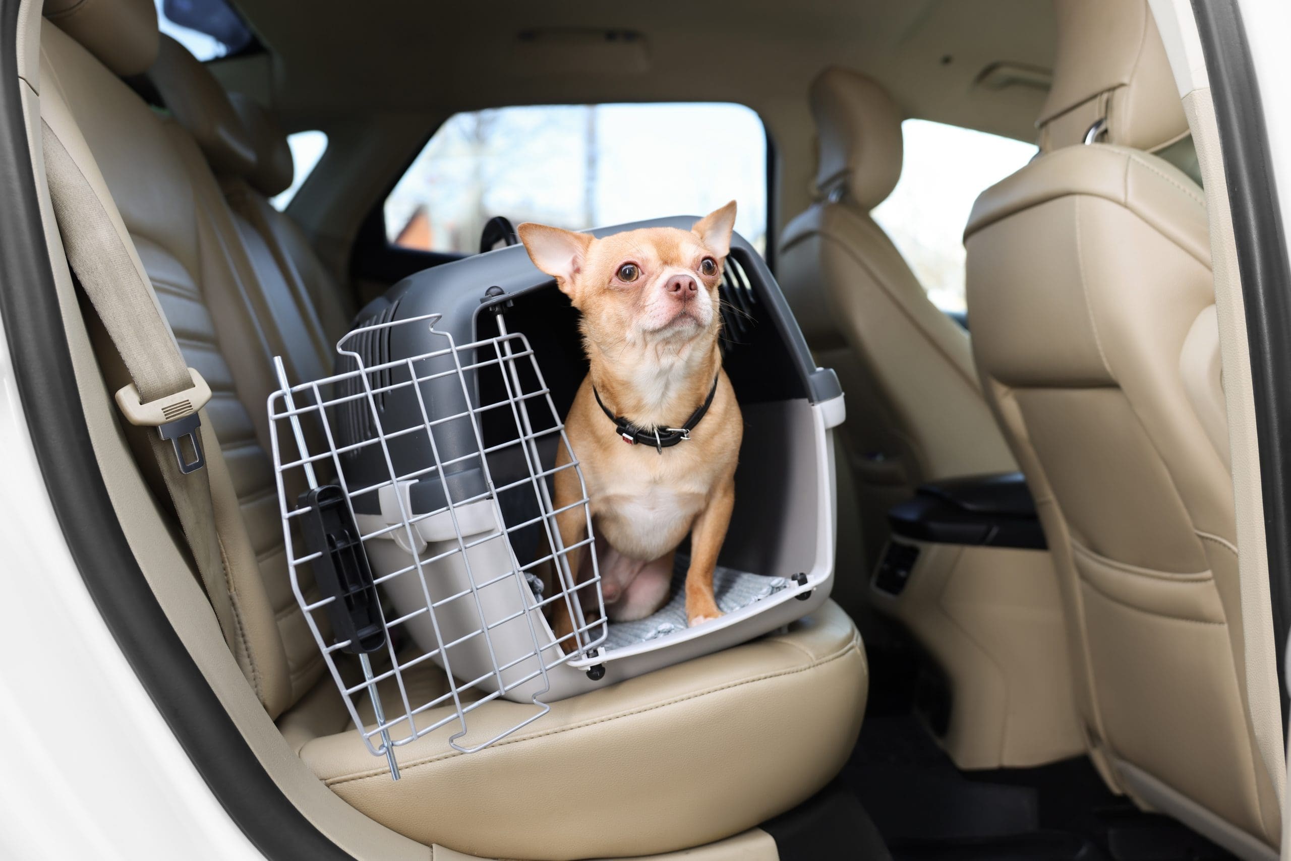 Small,Chihuahua,In,Pet,Carrier,Inside,Car