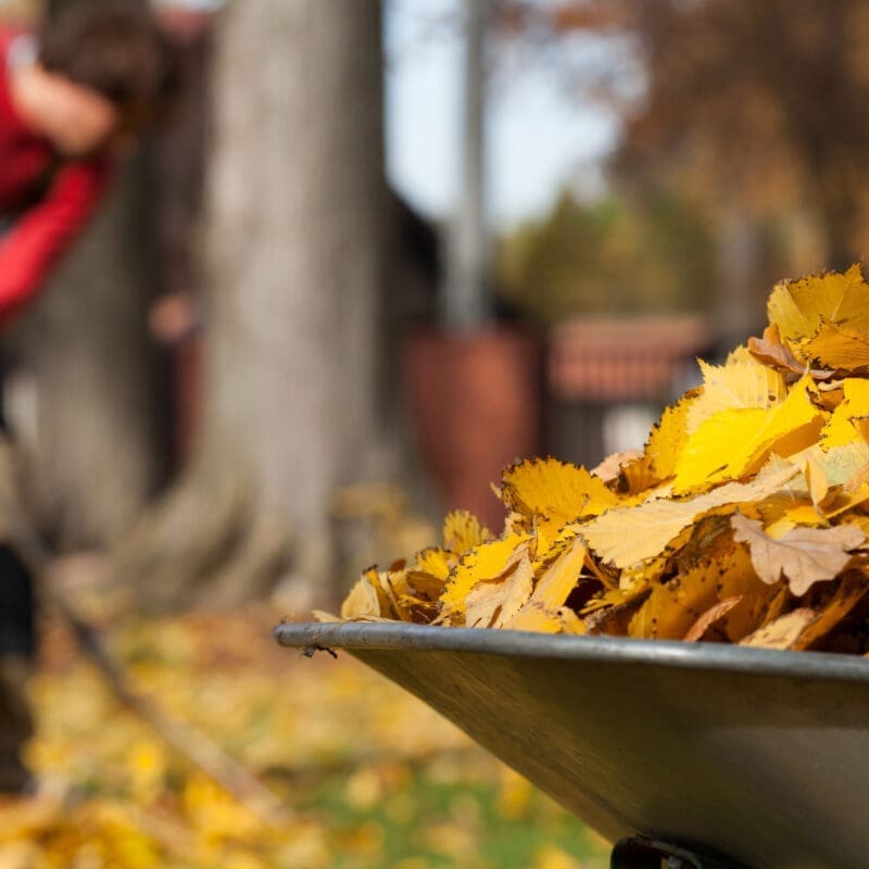 View,Of,Autumnal,Leaves,In,A,Garden