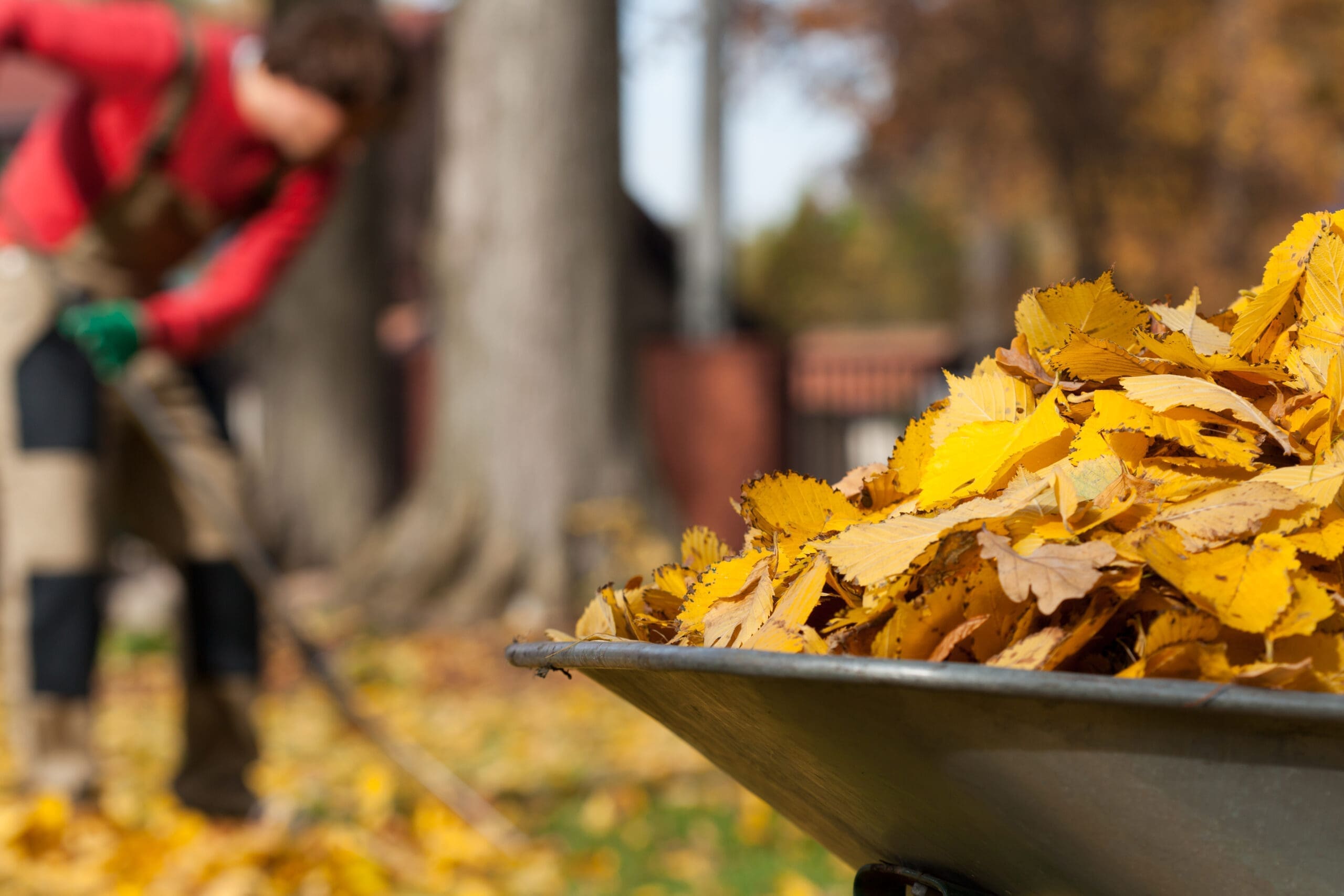 View,Of,Autumnal,Leaves,In,A,Garden