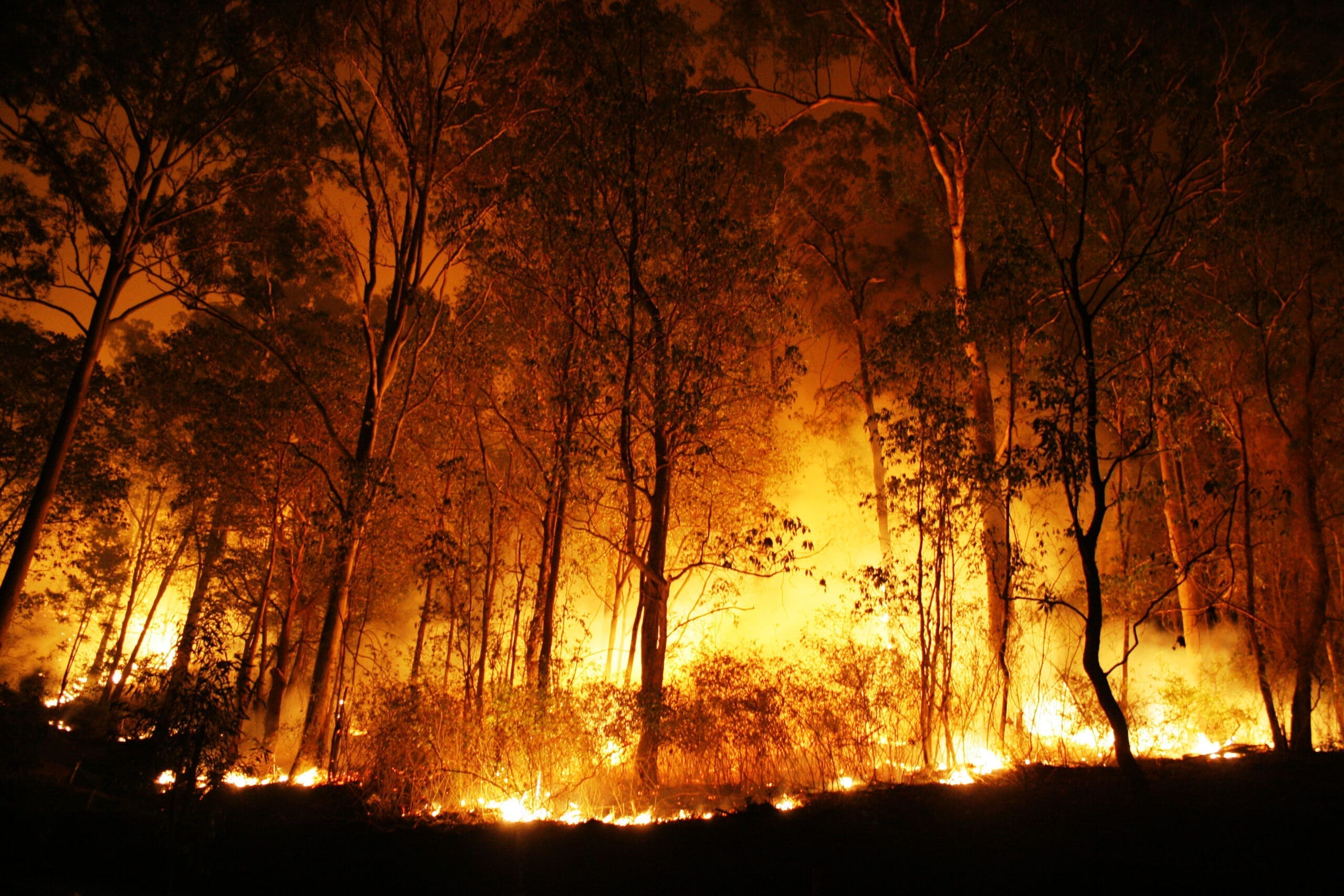 A,Bushfire,Burning,Orange,And,Red,At,Night.