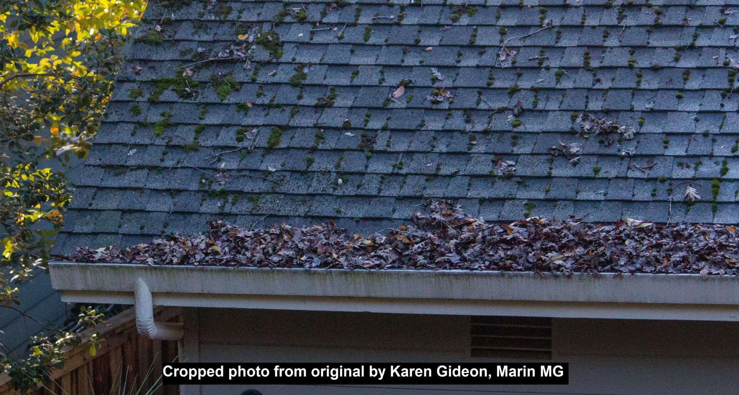 Leaf litter in gutters