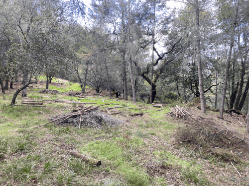 A clearing with dried branches scattered, with some of them piled up.