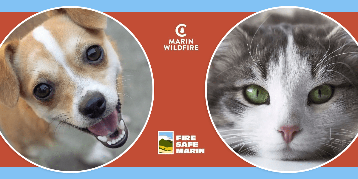dog and cat