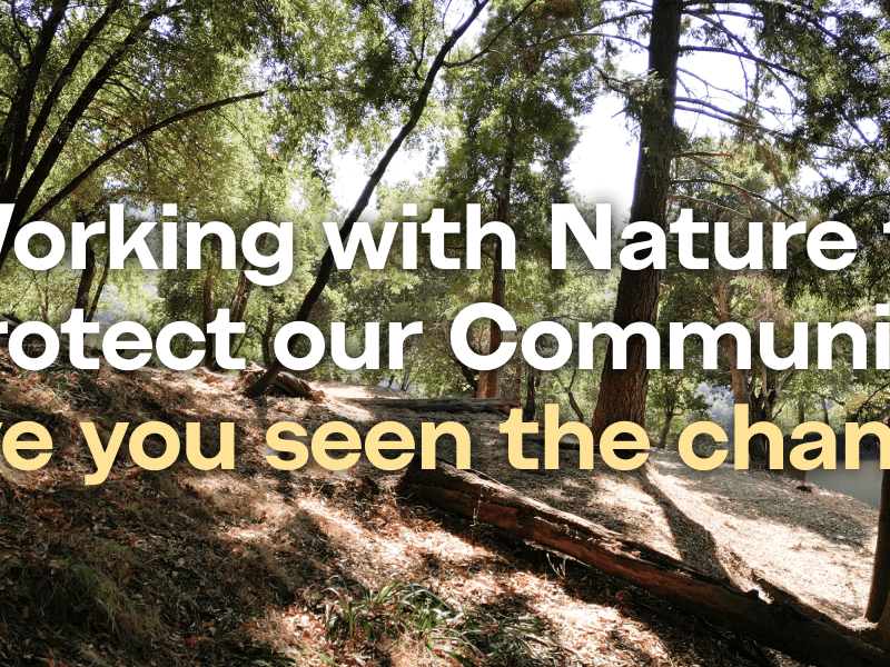 Trees on hill with understory cleaned up. "Working with nature to protect our community"