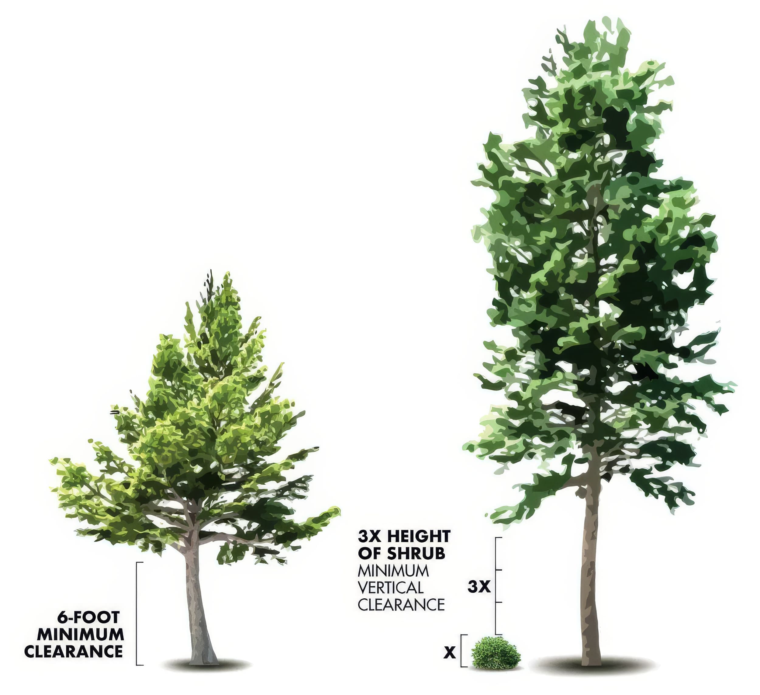 shrub clearance