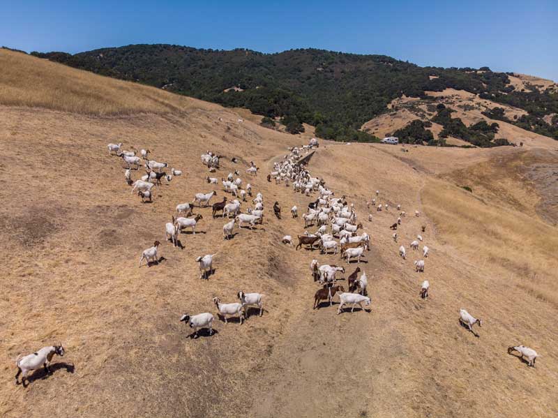 goats eating on hill side
