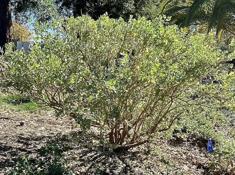 green bush