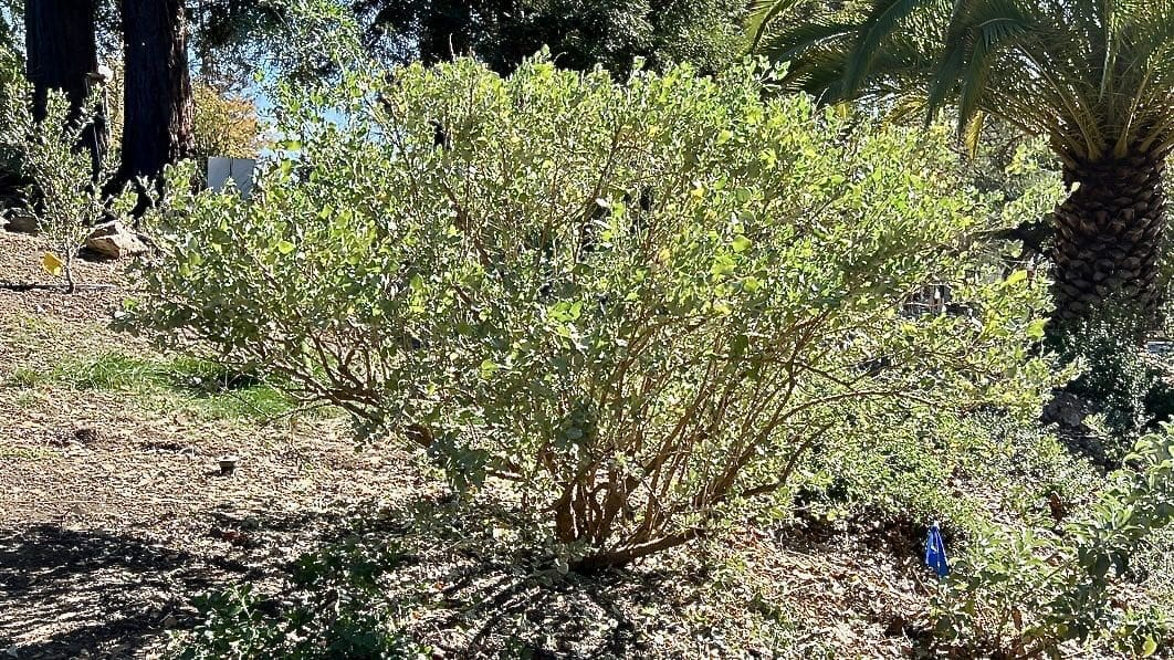 green bush