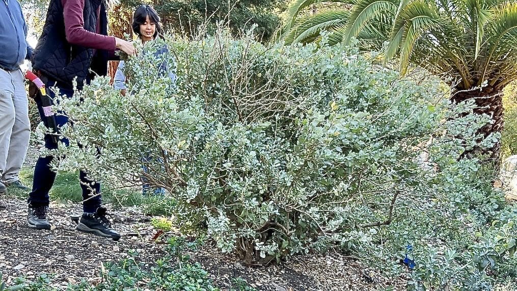 green bush